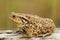 Profile view of brown common toad