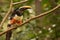 Profile view of a colorful toucan on a branch