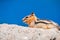 Profile view of cute chipmunk on top of a rock in Lassen Volcanic Park National Park, Northern California