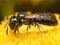 Profile View of Dark Green Metallic Sweat Bee on Yellow Flower