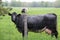 Profile view of a dark mottled color roan cow with big udder looking at camera