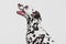 Profile view of elegant Dalmatian dog looking up isolated over grey studio background. Concept of breed, vet, beauty