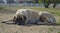 Profile view of a female purebred English Mastiff Dog laying on the ground outside in the summer