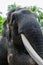 Profile view of giant Sumatra elephant with big tusk
