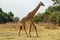 Profile view of giraffe walking with many birds