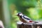 Profile view of a great spotted woodpecker perching on a tree stump