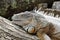 profile view of green iguanas head, resting on log at Southwicks Zoo Mendon Ma