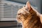 Profile view of Half-Persian orange cat with closed eyes sitting in the sun