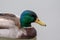 A profile view of a mallard duck in a lake