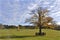 Profile view of a maple tree and horses quietly grazing in a pasture on a Ontario farm in autumn