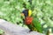 Profile view of one Lorikeet on a wood fence
