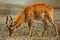 Profile view of Puku antelope grazing, long shot