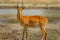 Profile view of Puku antelope looking at the camera