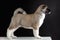 profile view of purebred little puppy of american akita breed dog standing