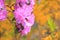 Profile View of a Rhododendron Flower