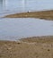 Profile view of seagulls standing along the shoreline of Plymouth, Massachusetts