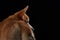 A profile view of a Shiba Inu dog head against a black background