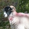 Profile view of Swaledale sheep in dappled sunlight