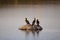 Profile view of three great black cormorants standing on rock during a late summer golden hour sunny morning,