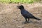 A profile view of a young black crow searches for food atop the dirt at its feet, in a park.