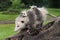 Profile of Virginia Opossum Didelphis virginiana Walking Down Log With Joeys on Her Back Summer