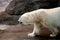 Profile of a walking polar bear