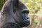 Profile of Western Lowland Gorilla, adult male silverback. Photographed at Port Lympne Safari Park near Ashford Kent UK