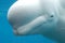 Profile of a White Beluga Whale Swimming Underwater