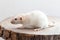 Profile of white dumbo rat sitting on brown wood slice. Lovely and cute pet, background, close-up.