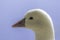 Profile of a white Ross`s goose Chen rossii