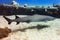 Profile of White Tip Reef Shark in Clear Ocean