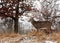 Profile of whitetail deer