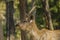 Profile Wild Sambar Buck