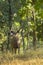 Profile of Wild Sambar Buck in Forest