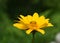 Profile of a Yellow False Sunflower Blossom in a Garden