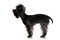 Profile Yorkshire terrier