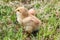 Profile of young chicken on background of green grass.