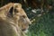 A profile of a young Lioness enjoying the sun