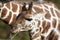 Profile of a young Reticulated Giraffe head