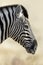 Profile of a zebra