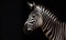 Profile of a zebra on a black background.