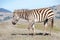 Profile of zebra standing in drought parched field