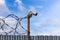 Profiled sheet fence with cheap surveillance camera and barbwire with selective focus.