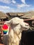 Profille close-up of an alpaca chewing on straw in a village in Peru