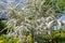 Profuse flowering spirea gray in the garden. Large brushes of white flowers of spirea and yellow dandelions. Spring.