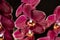 Profusely blooming orchid phalaenopsis with a silky structure of petals shimmers in the sun