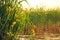 Profusely blooming wild swamp irises near the water