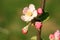 Profusely flowering young apple tree