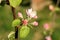 Profusely flowering young apple tree