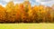 Profusion of Autumn Foliage by an Open Meadow